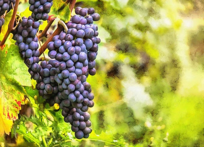 grapes green